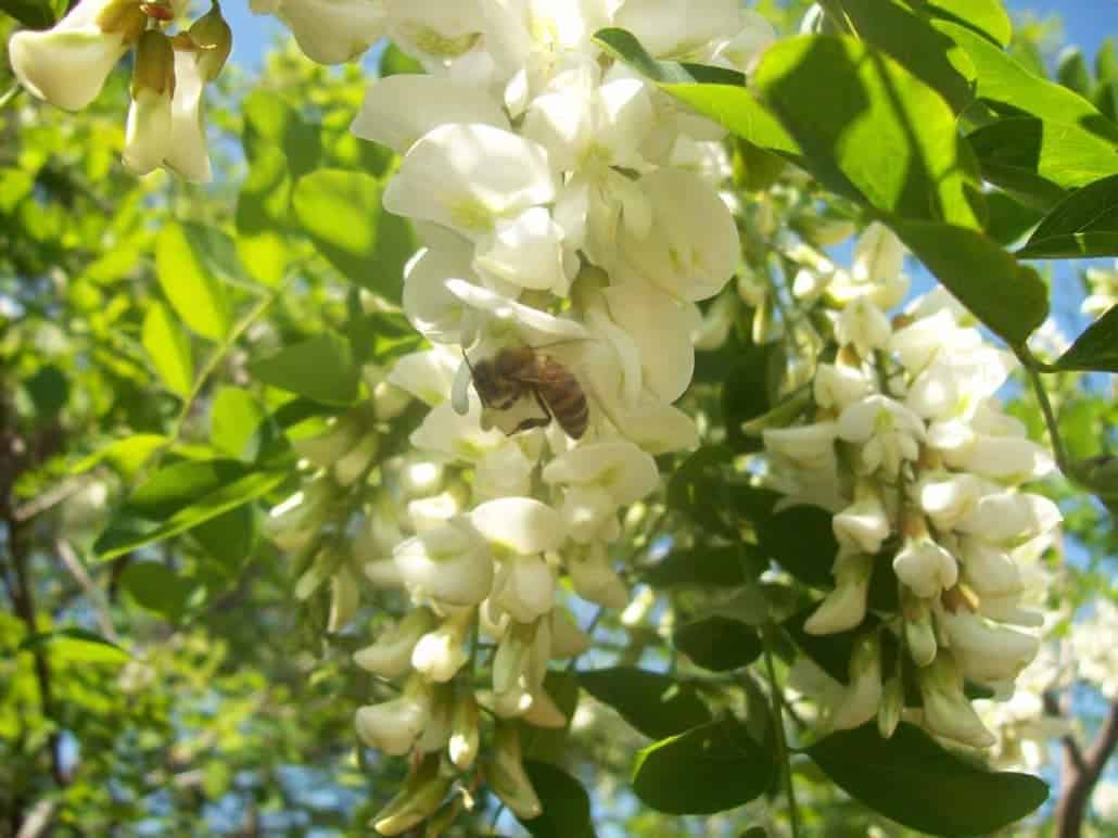 fiore di robinia "acacia" con ape bottinatrice azienda agricola scoiattolo rosso apicoltura coltivazione nocciole